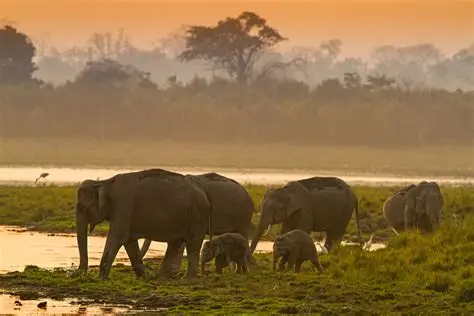 Kaziranga